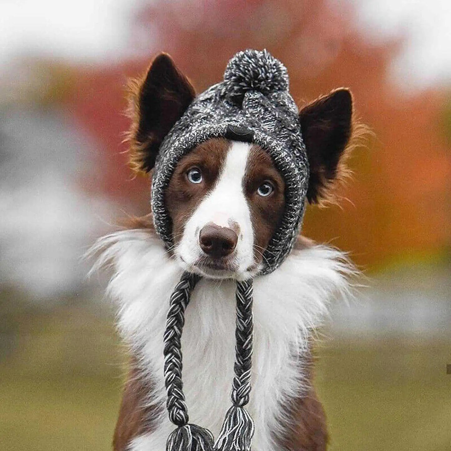 Winter Warm Dog Hats Windproof Woolen Knitting French Bulldog Hat Woven Hat For Bago Plush Ball Puppy Accessories Pet Hat ﻿ S8T5